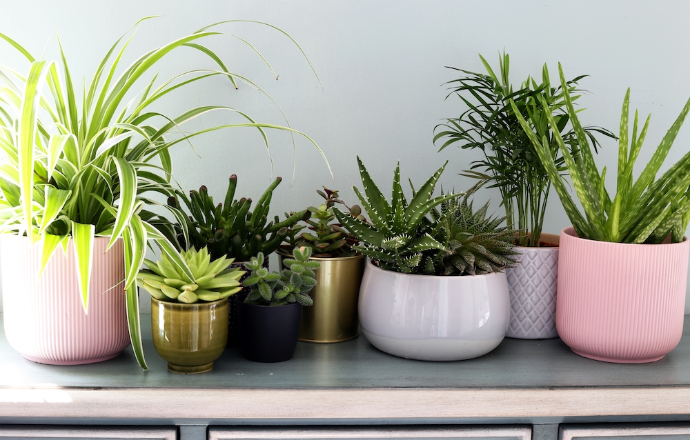 Diverses plantes d'intérieur en pot assises sur une table